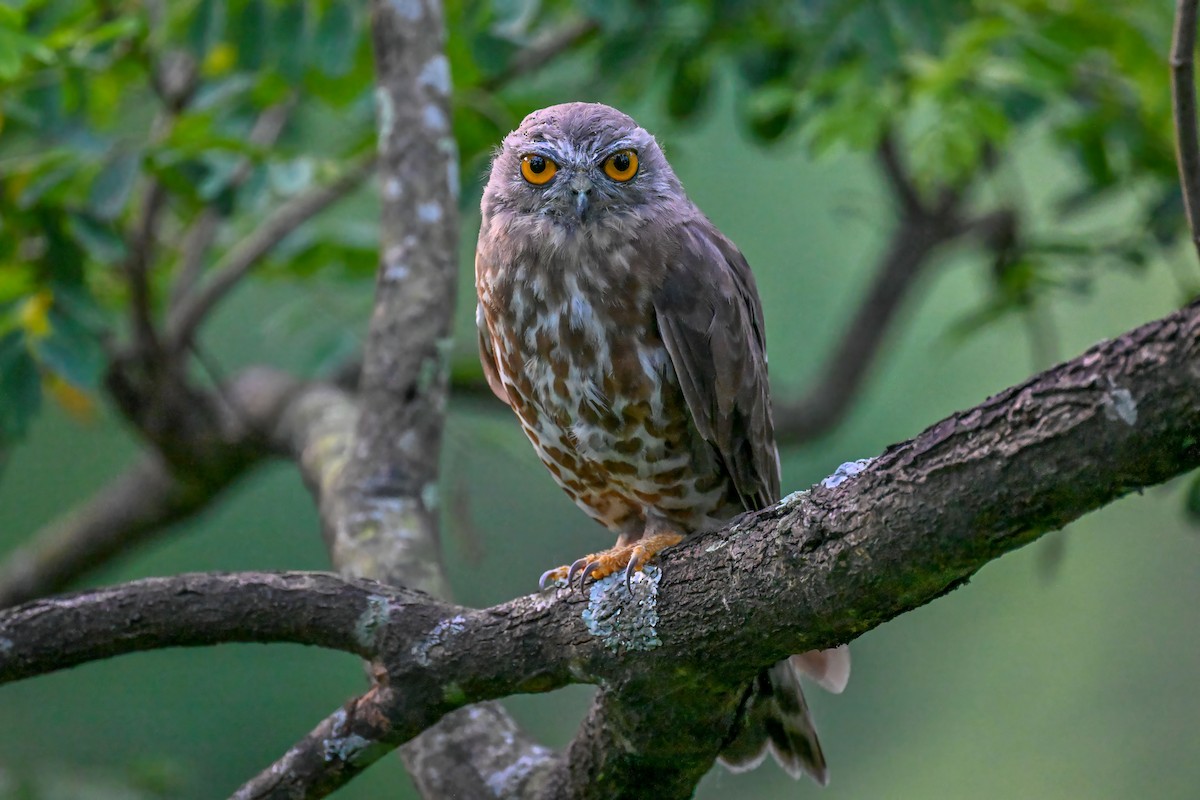 Brown Boobook - ML610188633