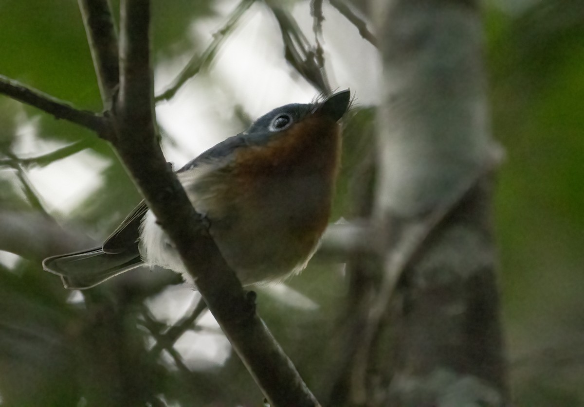 Melanesian Flycatcher - ML610188676