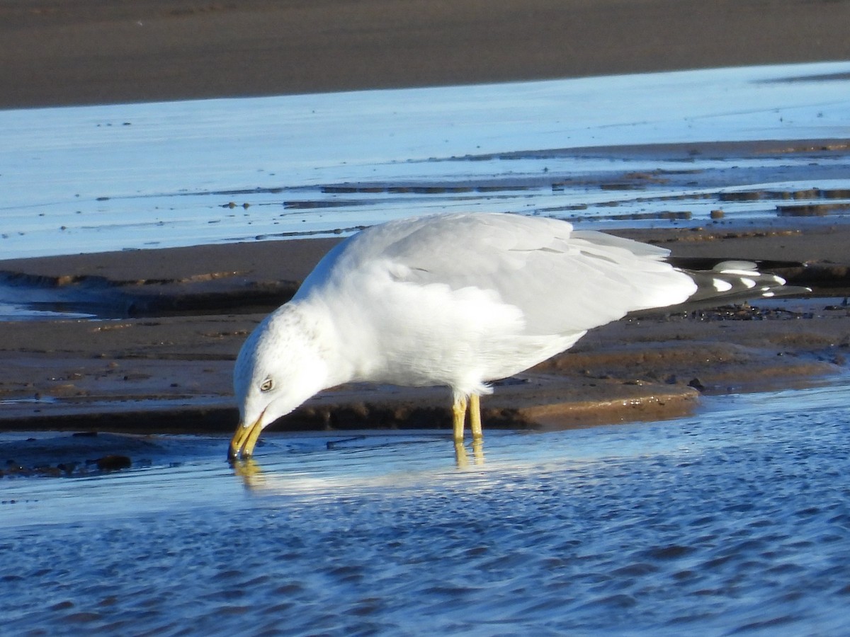 Ring-billed Gull - ML610188751