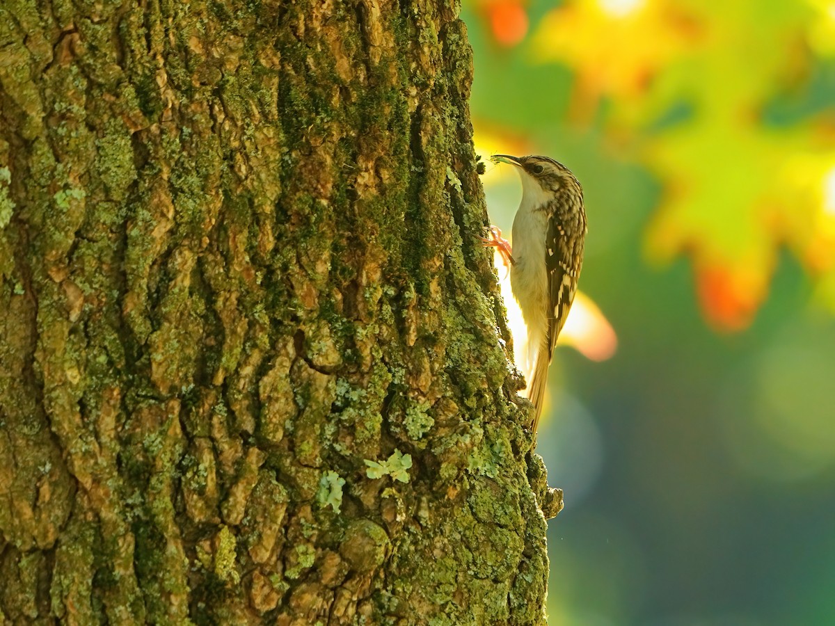 Brown Creeper - ML610188802