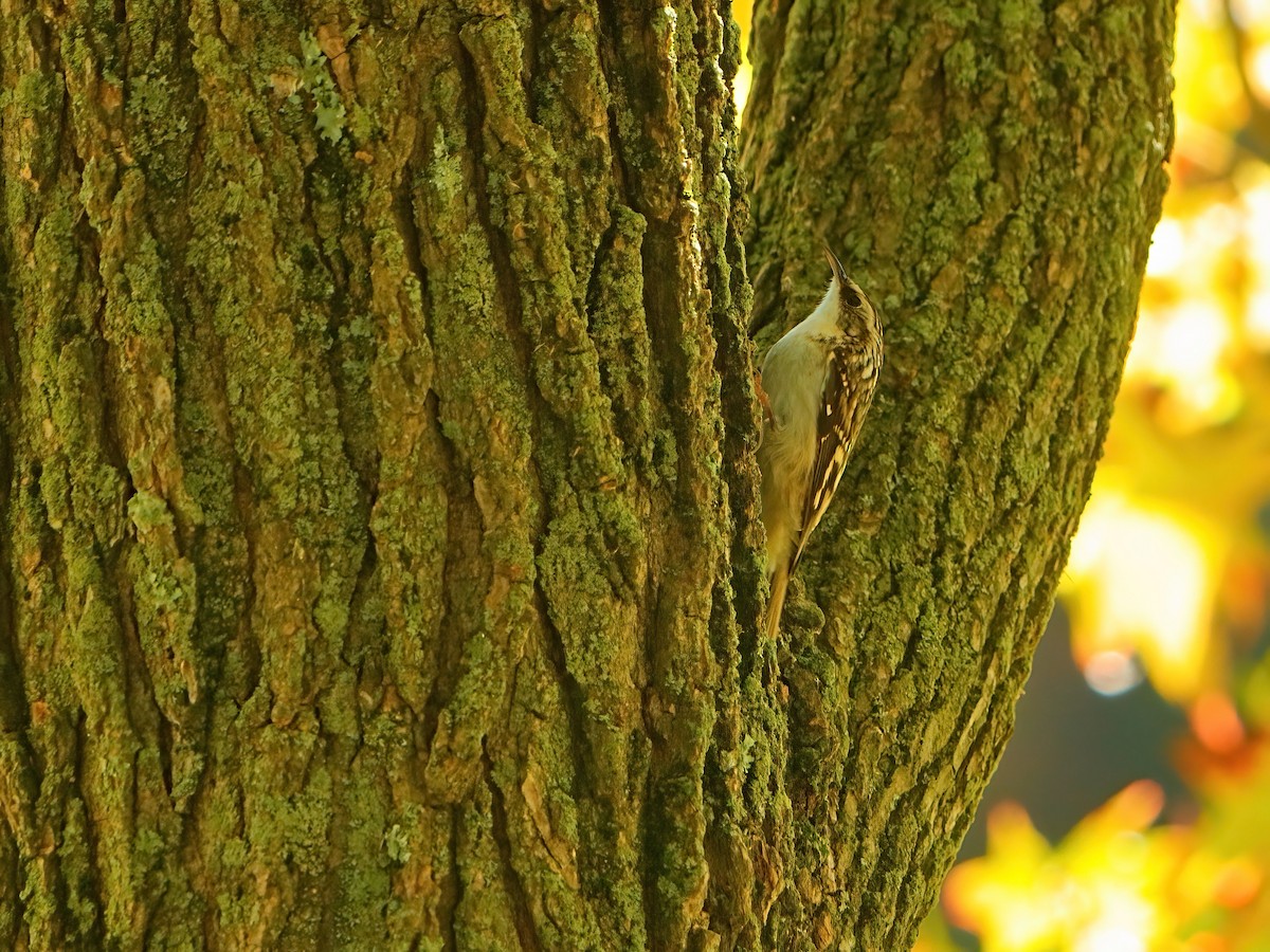 Brown Creeper - ML610188807