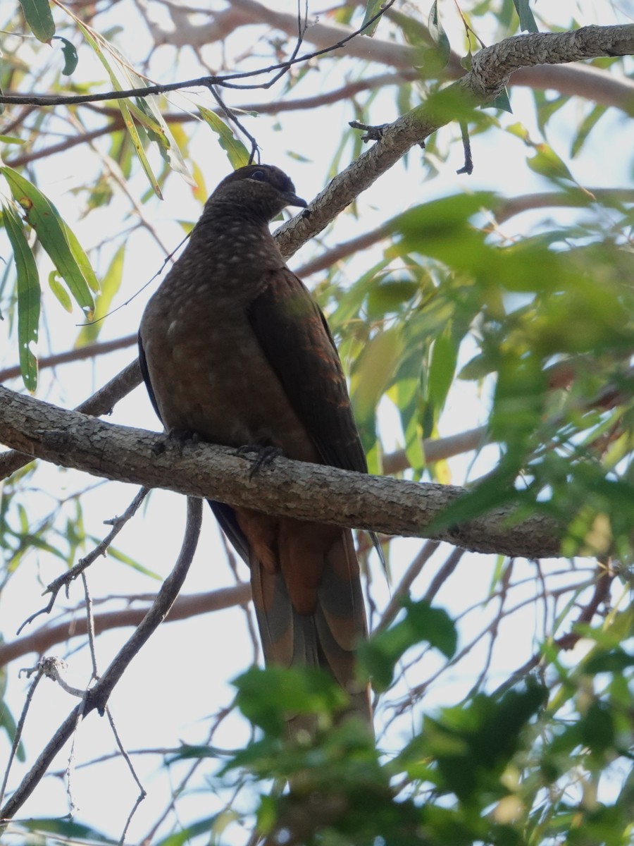 Brown Cuckoo-Dove - ML610188825
