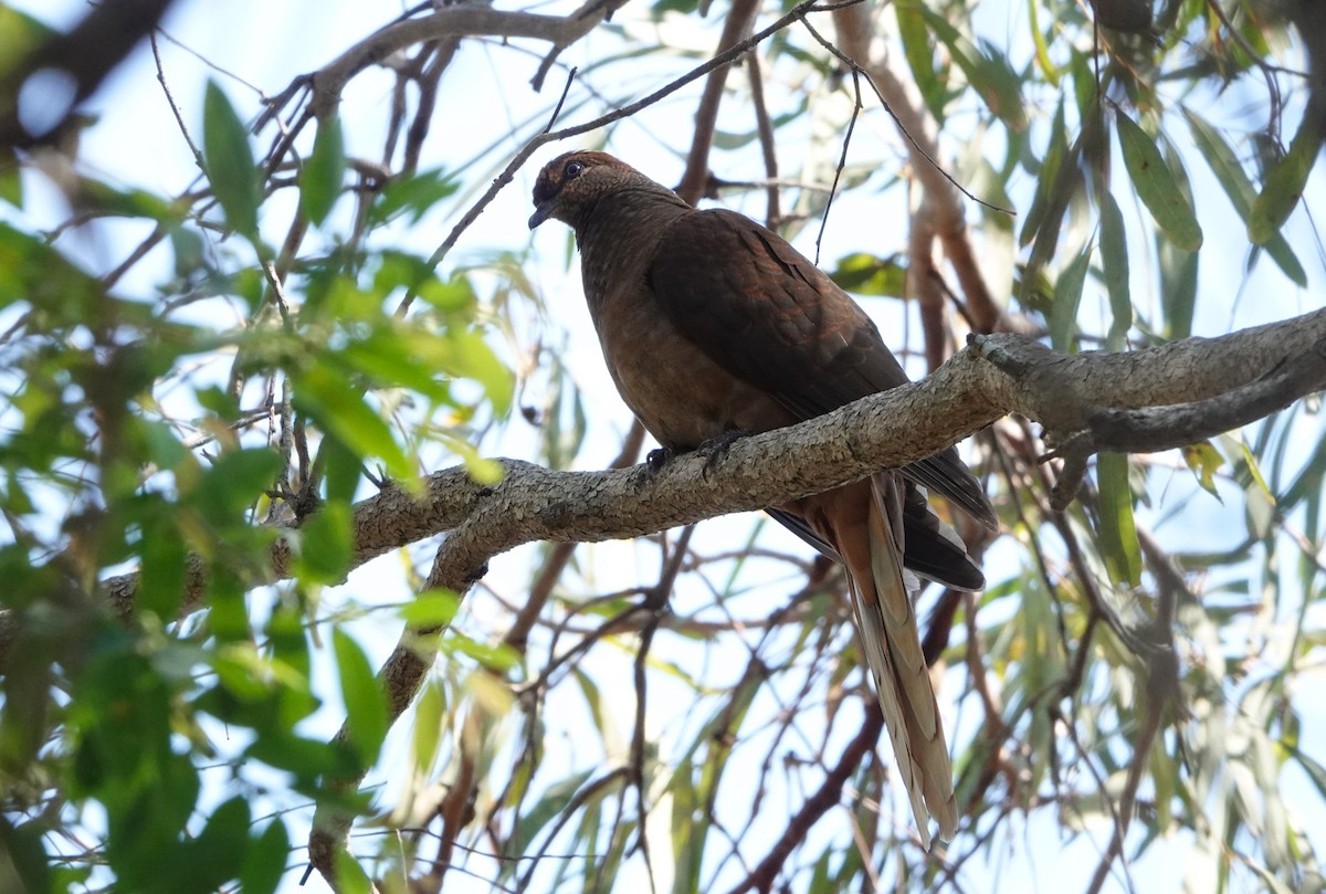 Brown Cuckoo-Dove - ML610188828