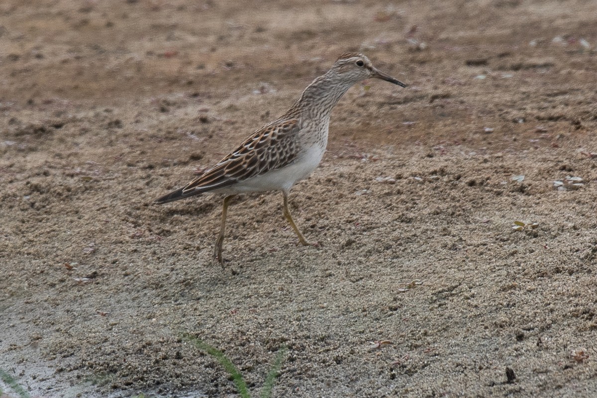 Graubrust-Strandläufer - ML610189105