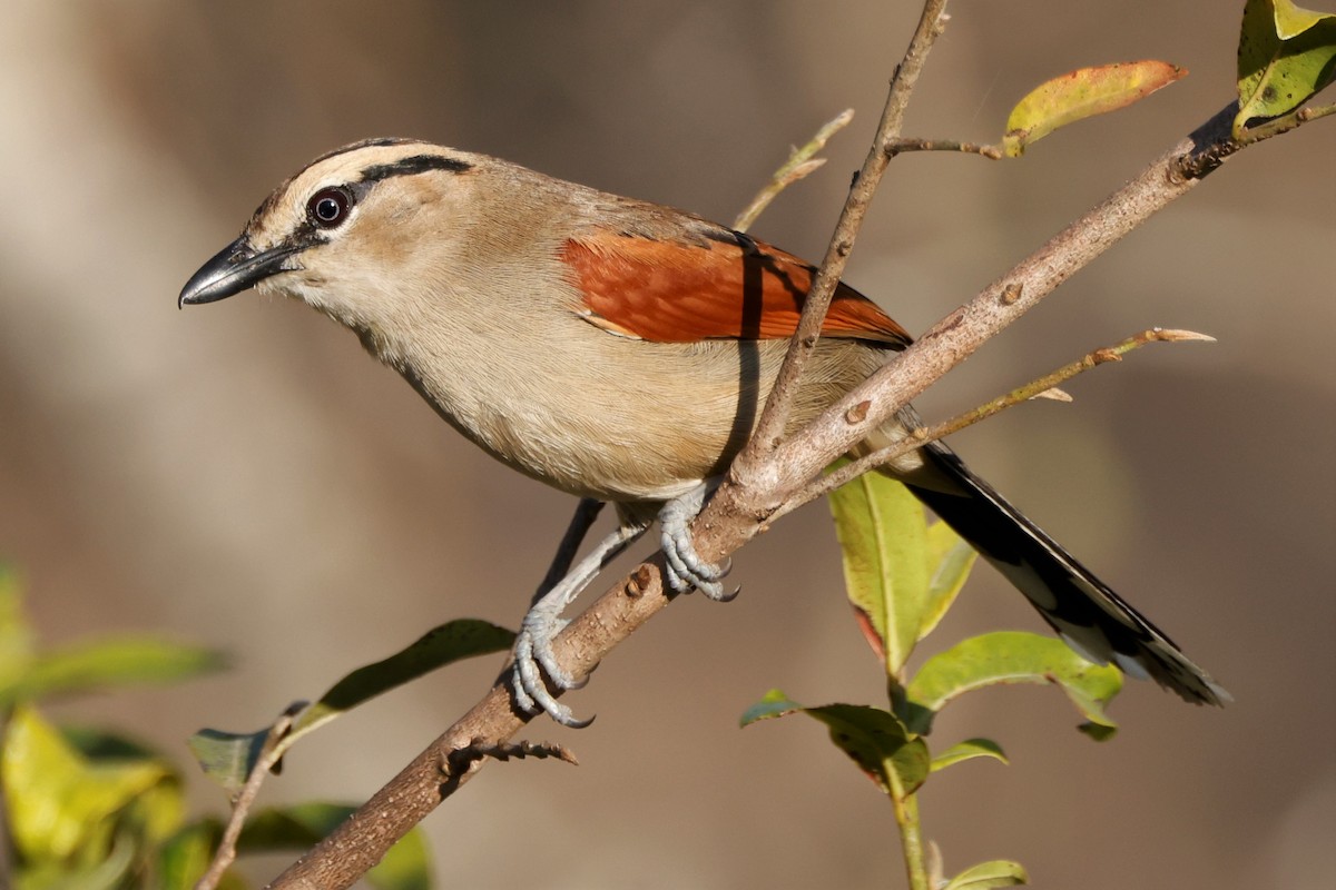 Brown-crowned Tchagra - ML610189140