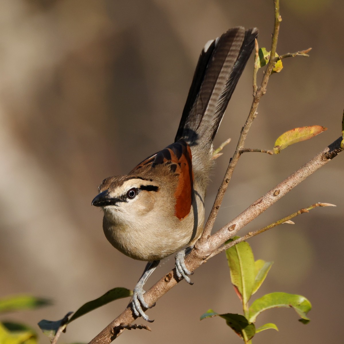 Brown-crowned Tchagra - ML610189141