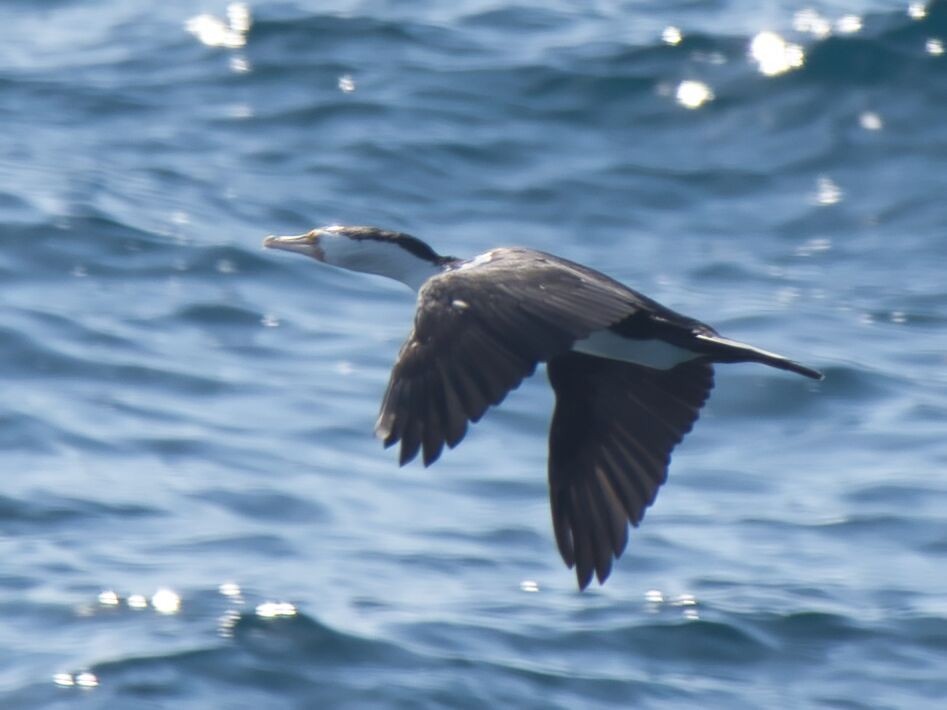 Pied Cormorant - ML610189227