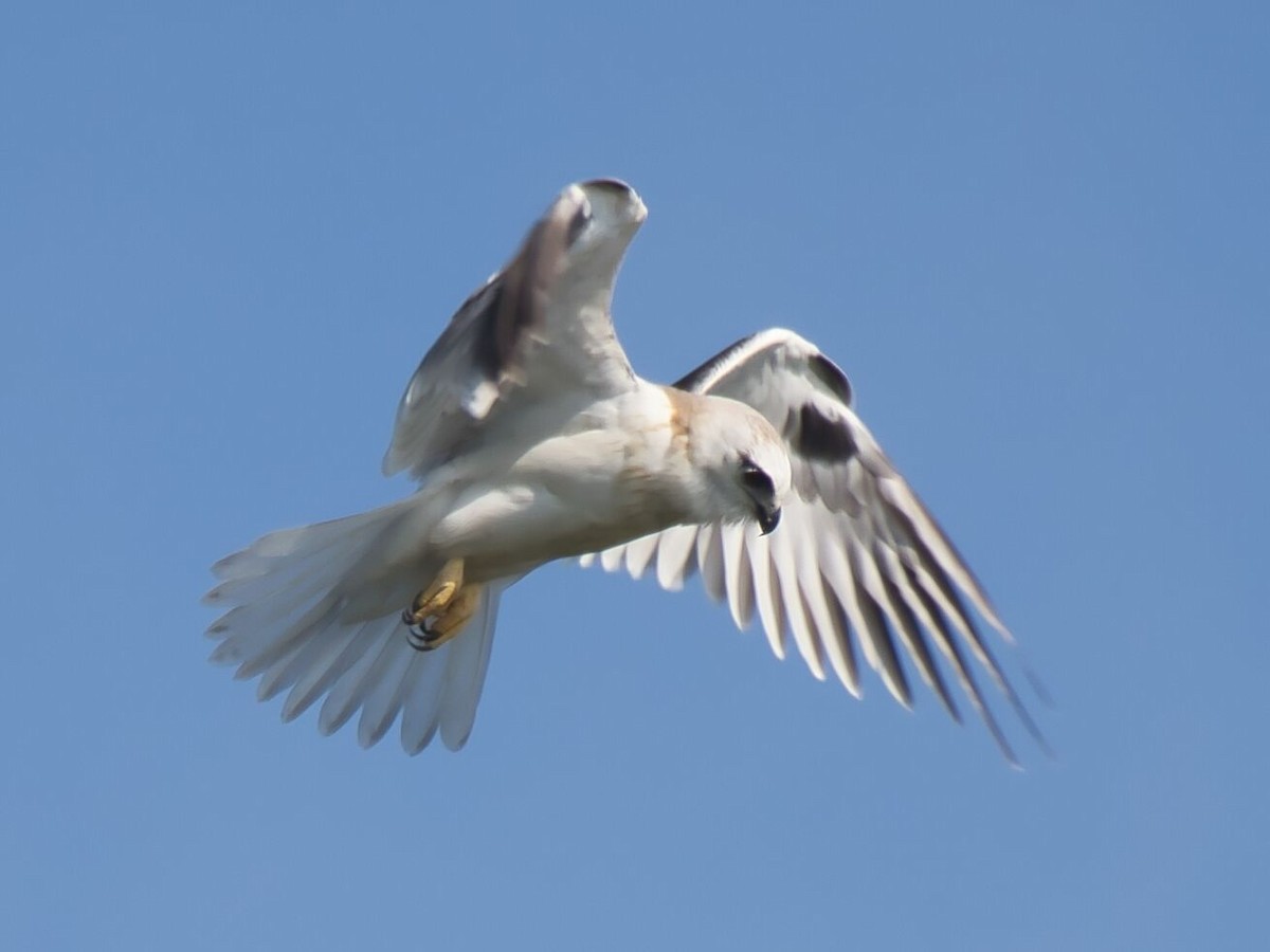 Black-shouldered Kite - ML610189236