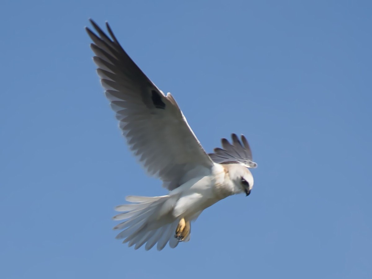 Black-shouldered Kite - ML610189248