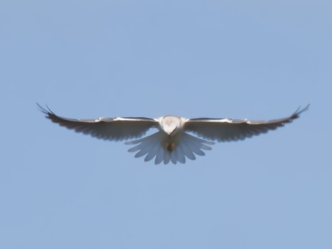 Black-shouldered Kite - ML610189279