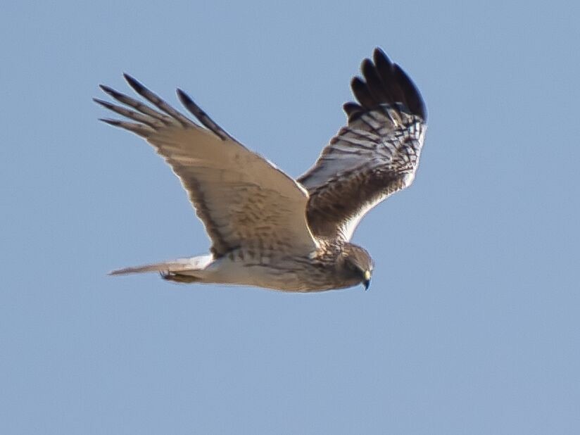 Swamp Harrier - ML610189286