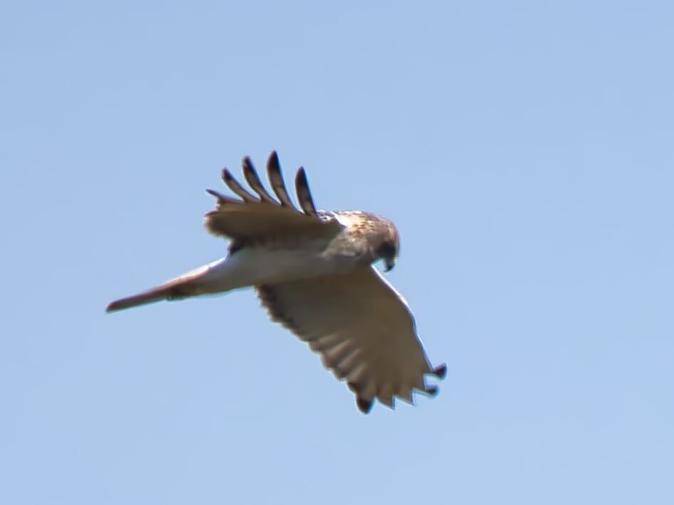 Swamp Harrier - ML610189359