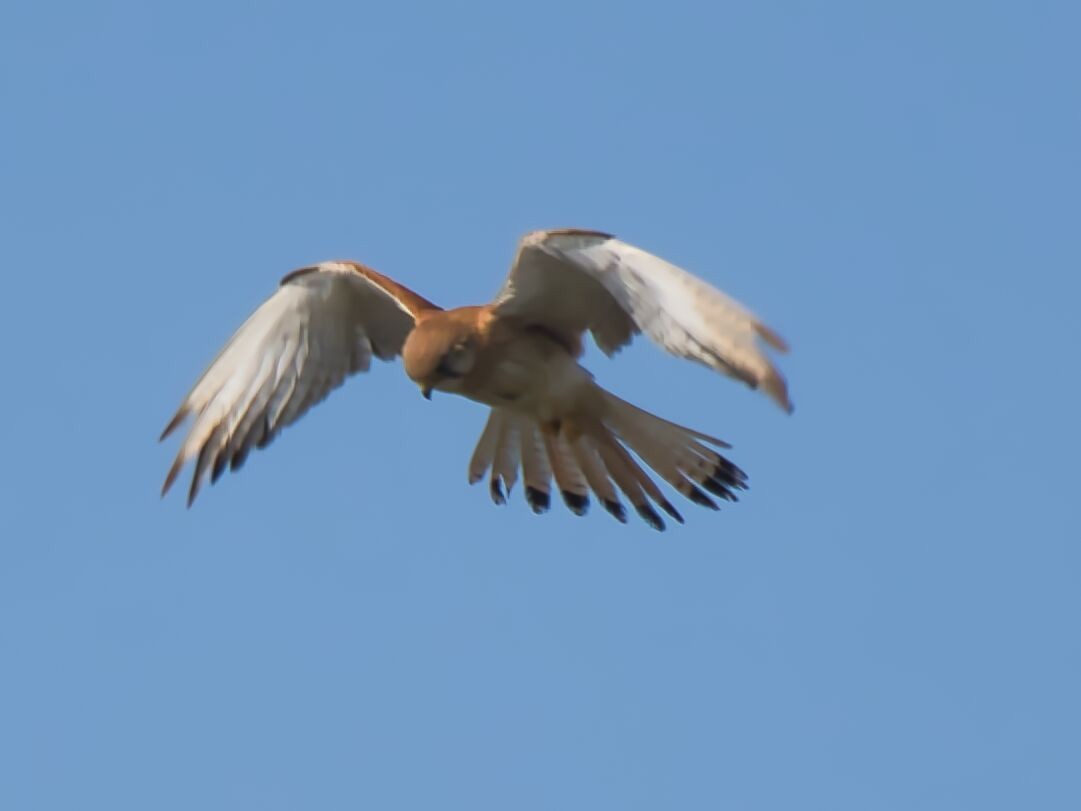 Nankeen Kestrel - ML610189379