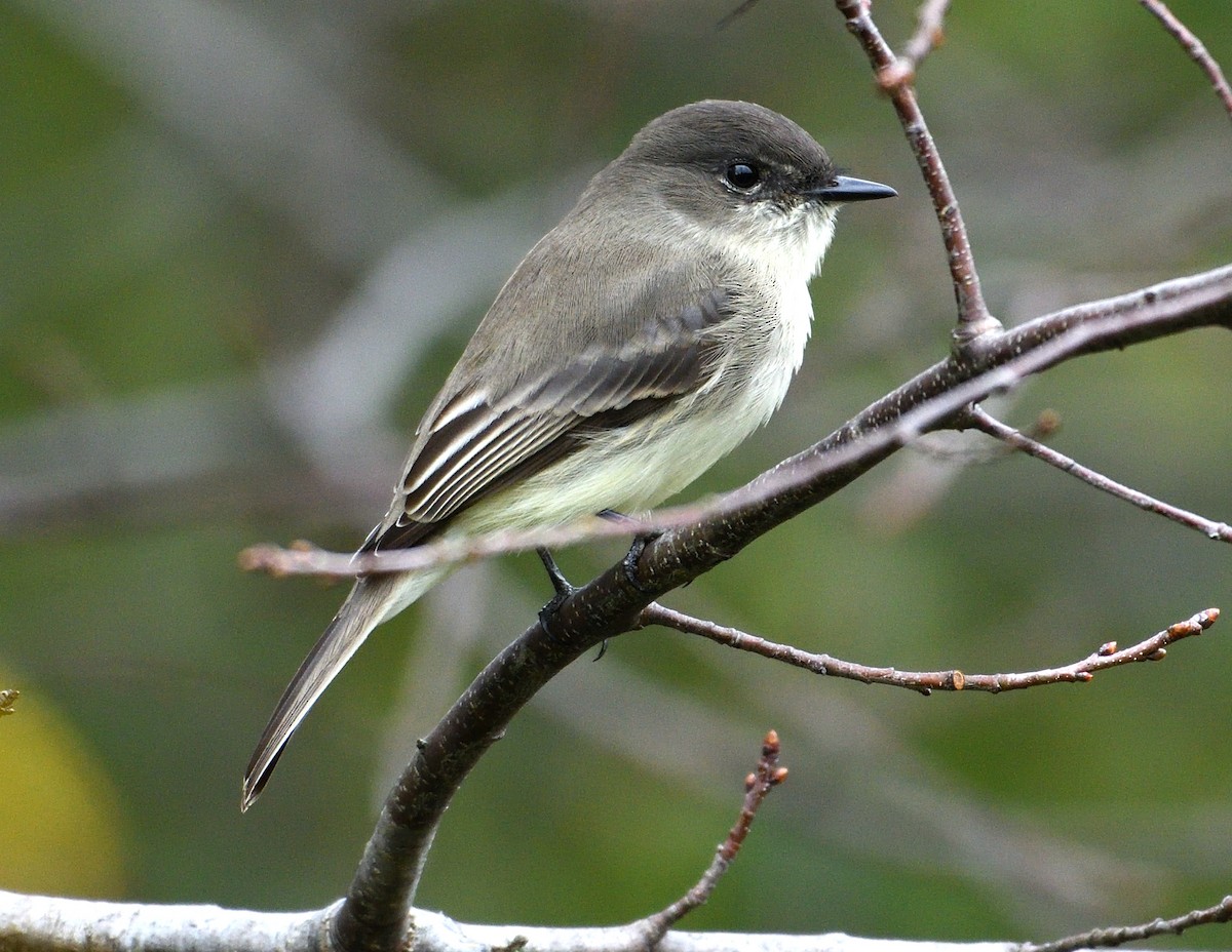 Eastern Phoebe - ML610189406