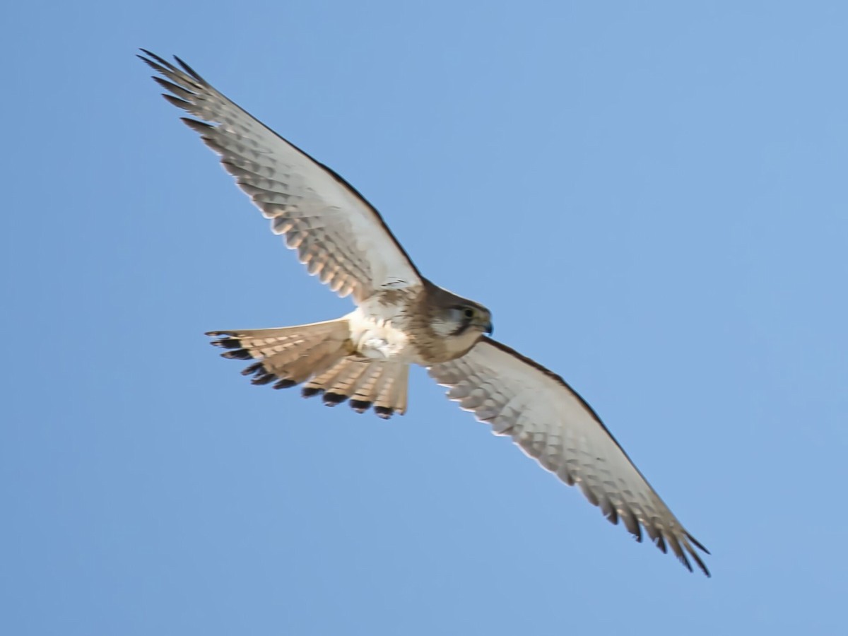 Nankeen Kestrel - ML610189467