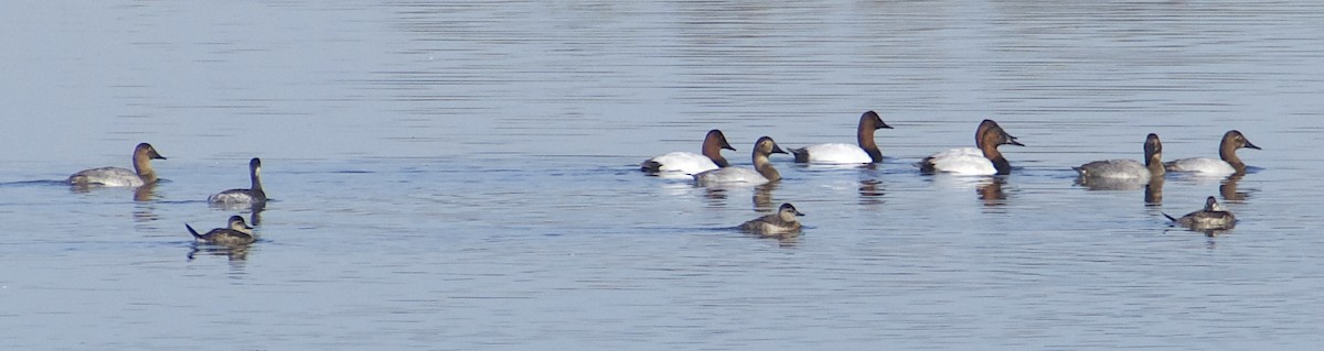 Canvasback - Dave Trochlell