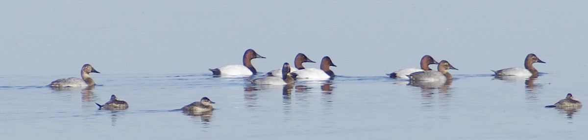 Canvasback - Dave Trochlell