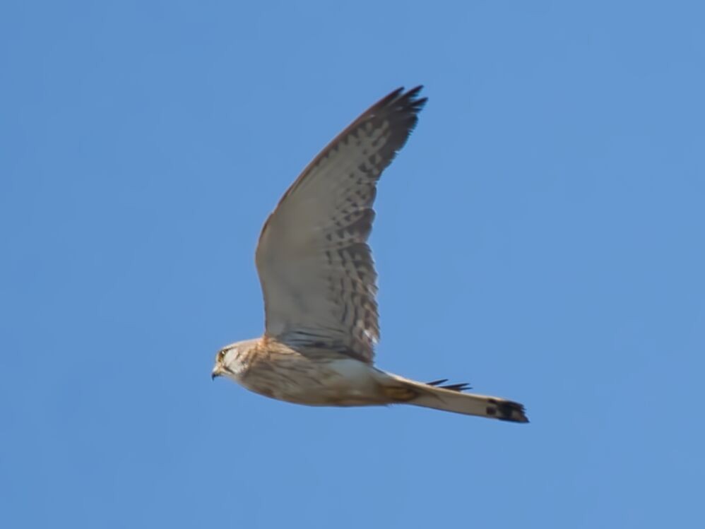 Nankeen Kestrel - ML610189591