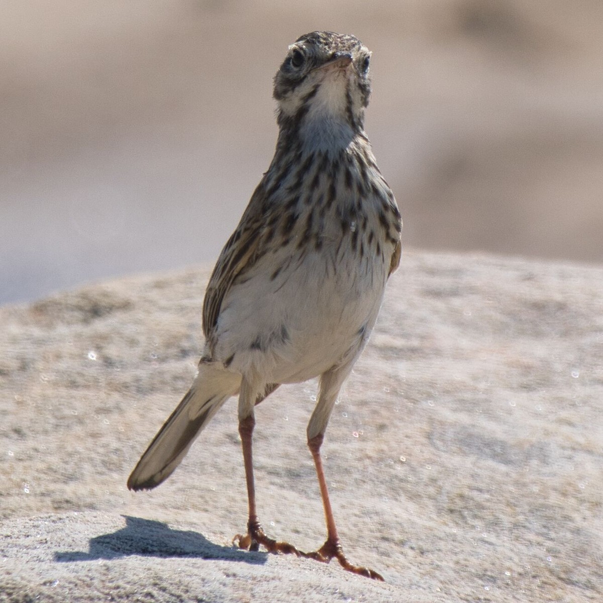 Bisbita Neozelandés (grupo australis) - ML610189619