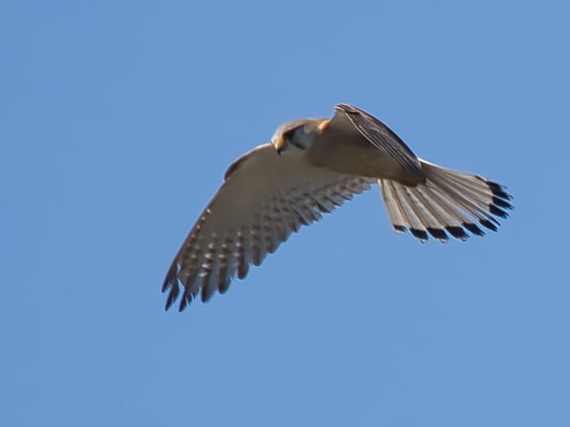 Nankeen Kestrel - ML610189635