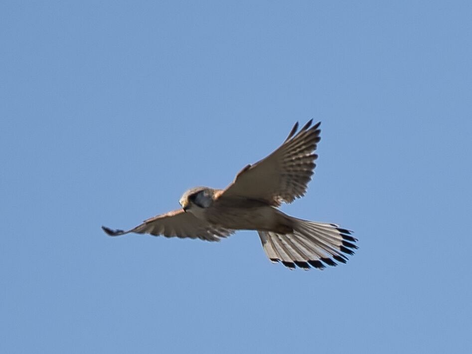 Nankeen Kestrel - ML610189687