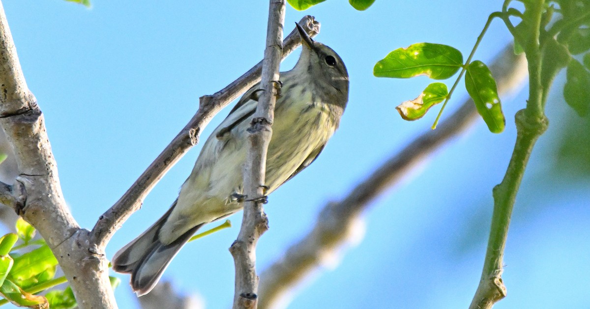 Cape May Warbler - Herb Marshall