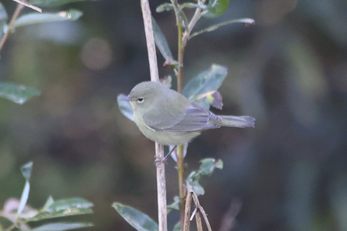 Orange-crowned Warbler (celata) - ML610189761