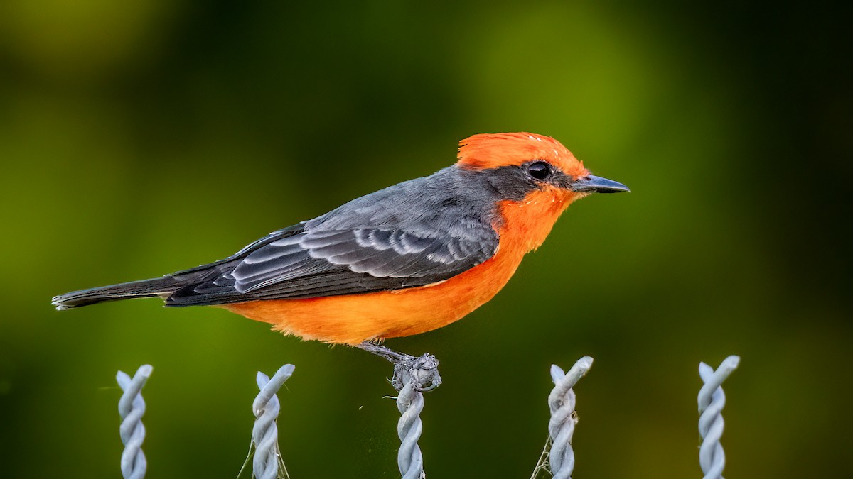 Vermilion Flycatcher - Jim Gain