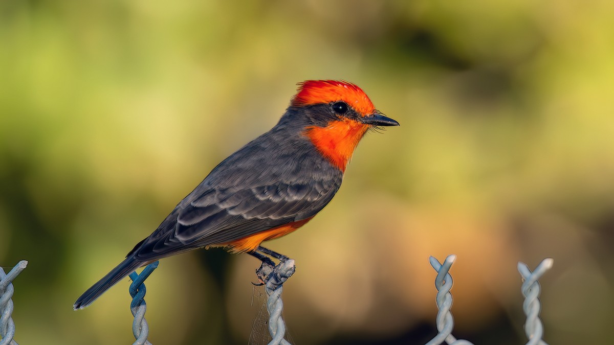 Vermilion Flycatcher - Jim Gain