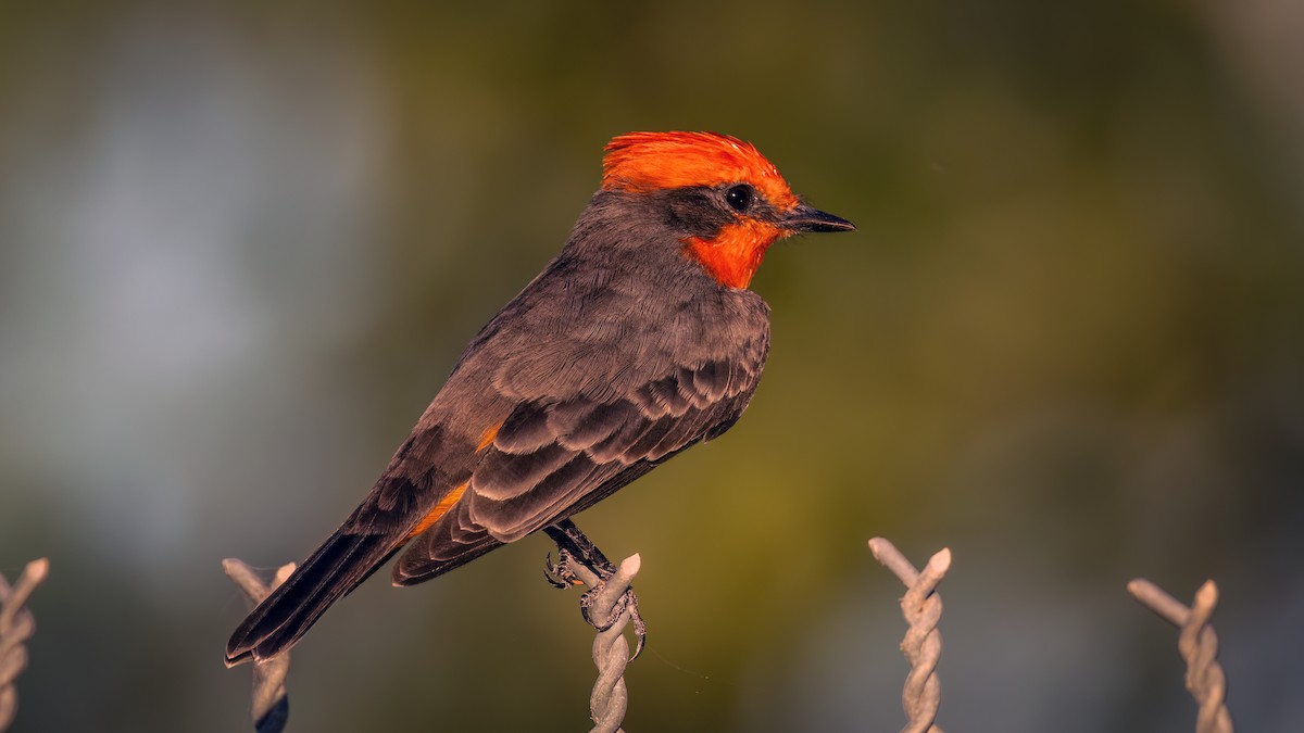 Vermilion Flycatcher - Jim Gain