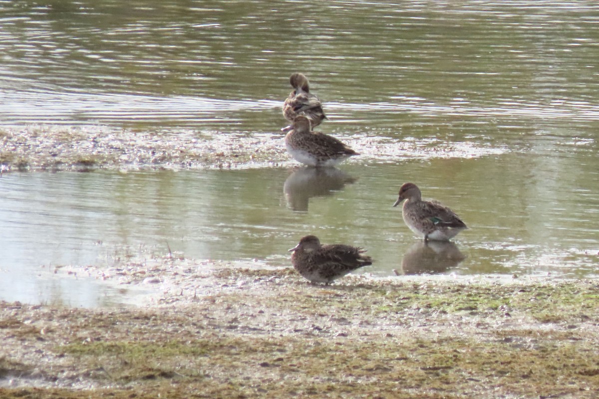 Green-winged Teal - ML610189934