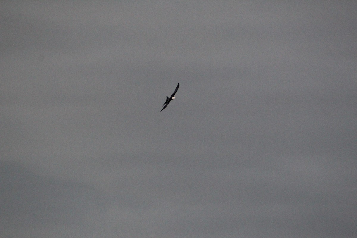 Swallow-tailed Kite - JACOB STASSO