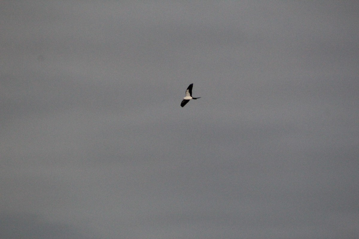 Swallow-tailed Kite - JACOB STASSO