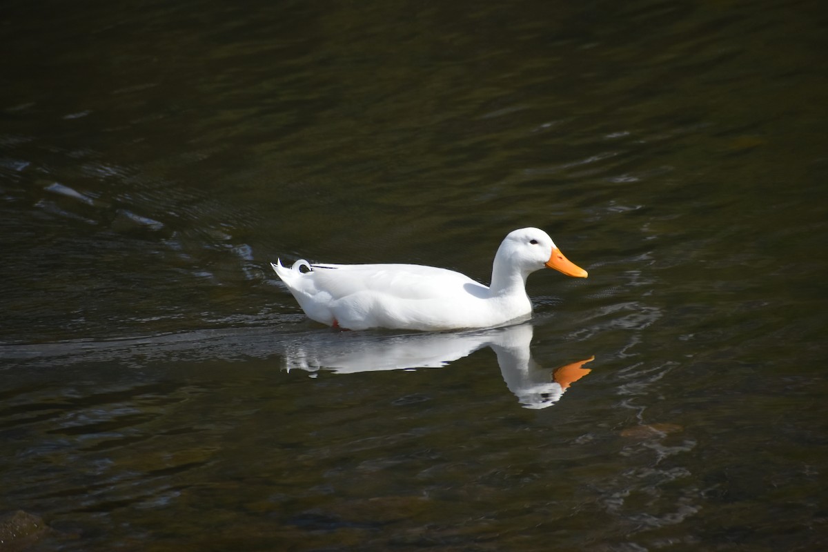 Mallard (Domestic type) - ML610190010