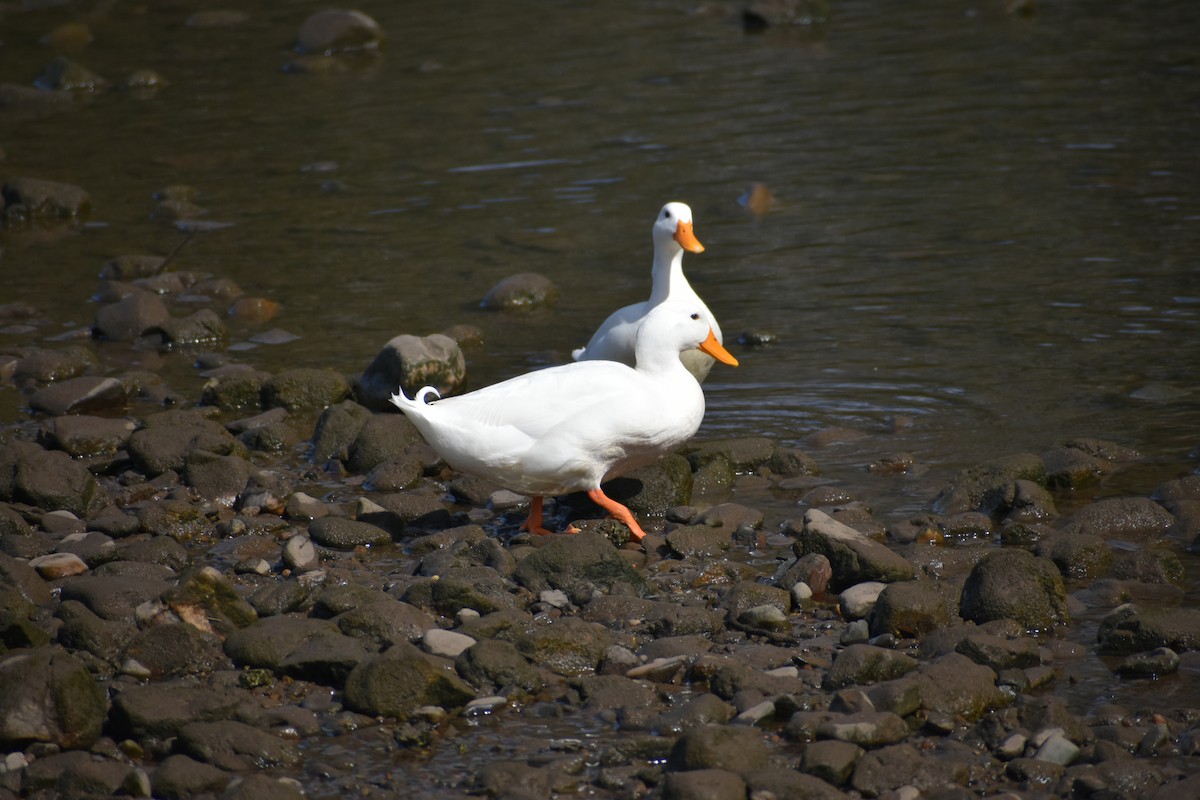 Mallard (Domestic type) - ML610190011