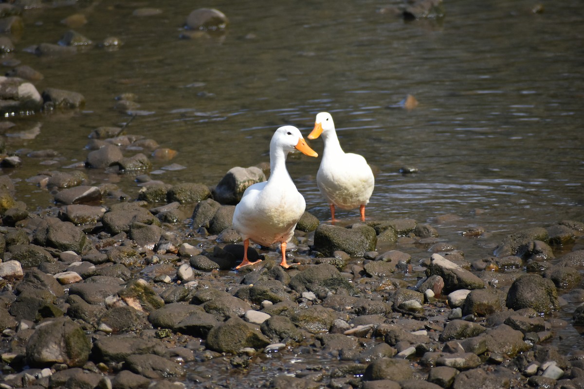 綠頭鴨(馴化) - ML610190013