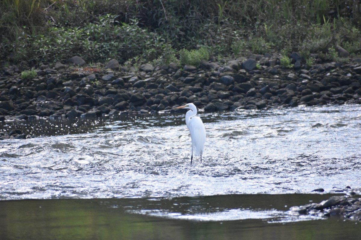 Plumed Egret - ML610190070