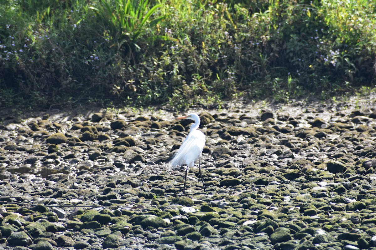 Plumed Egret - ML610190072