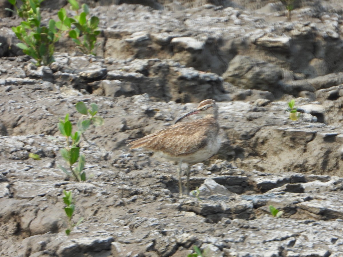 Whimbrel - ML610190125