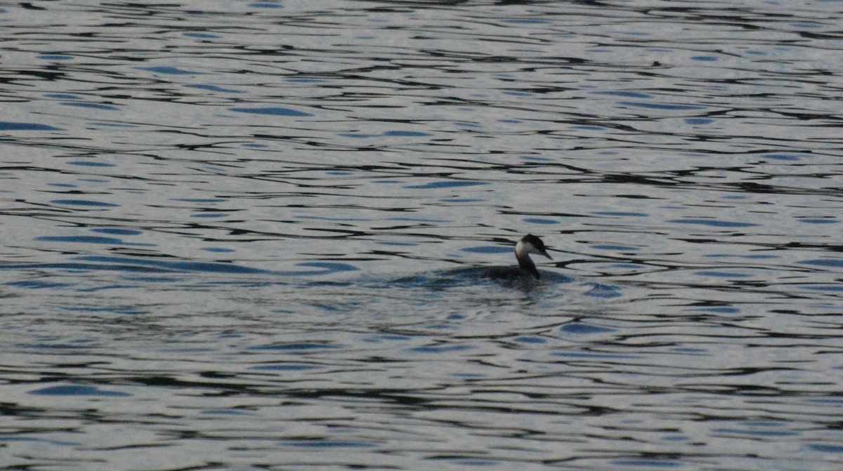 Horned Grebe - Max Thayer