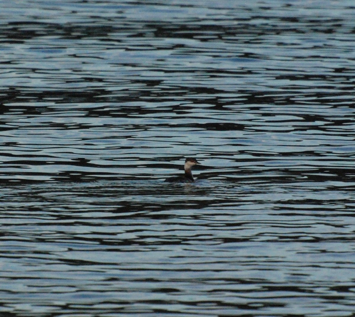 Horned Grebe - ML610190129