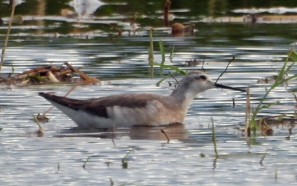 Wilson's Phalarope - Danilo Moreno