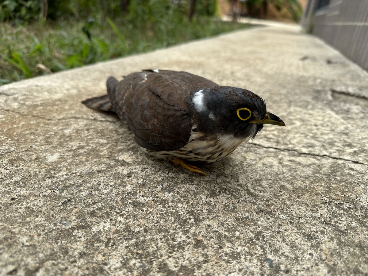 Northern Hawk-Cuckoo - ML610190156