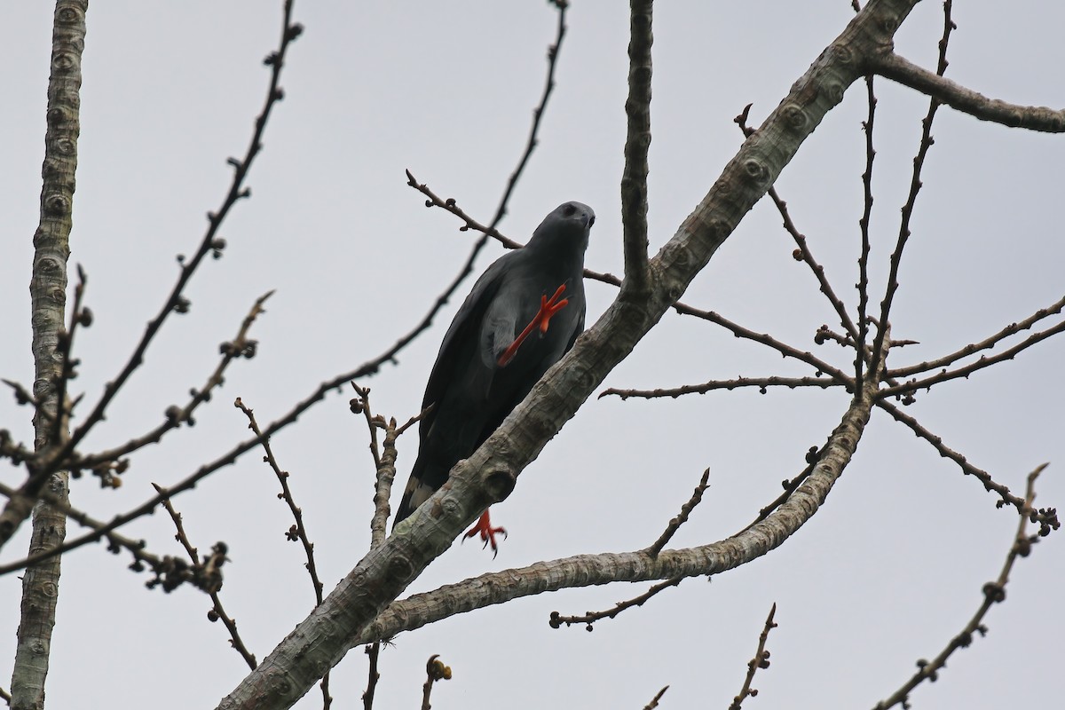 Crane Hawk - Greg Scyphers