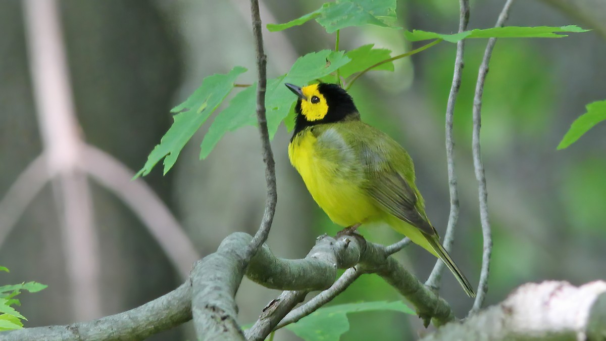 Hooded Warbler - ML610190249