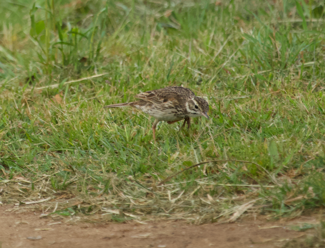 Australian Pipit - ML610190282