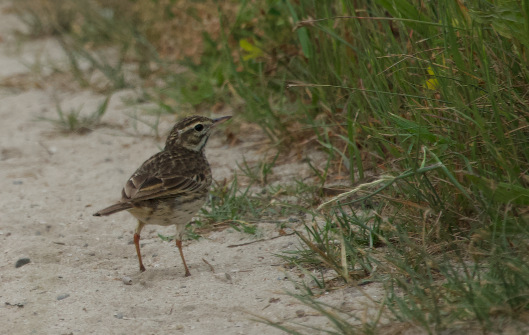 Australian Pipit - ML610190283