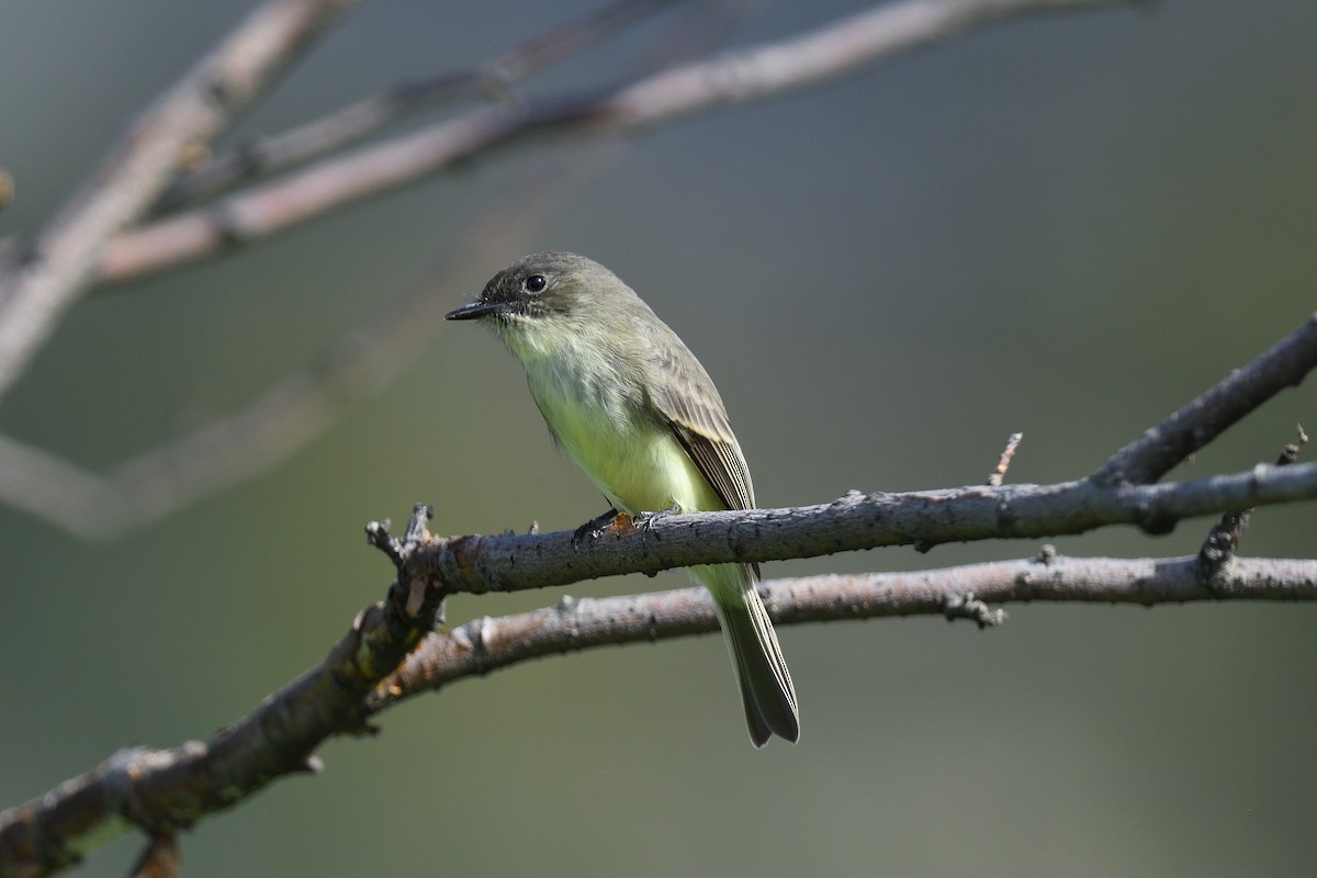 Eastern Phoebe - ML610190307