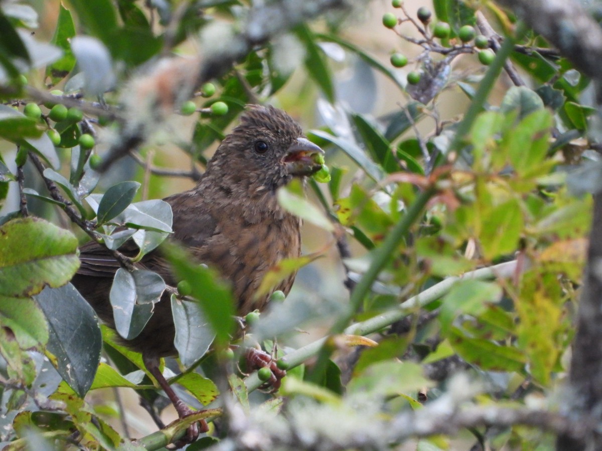 Camachuelo de Formosa - ML610190323