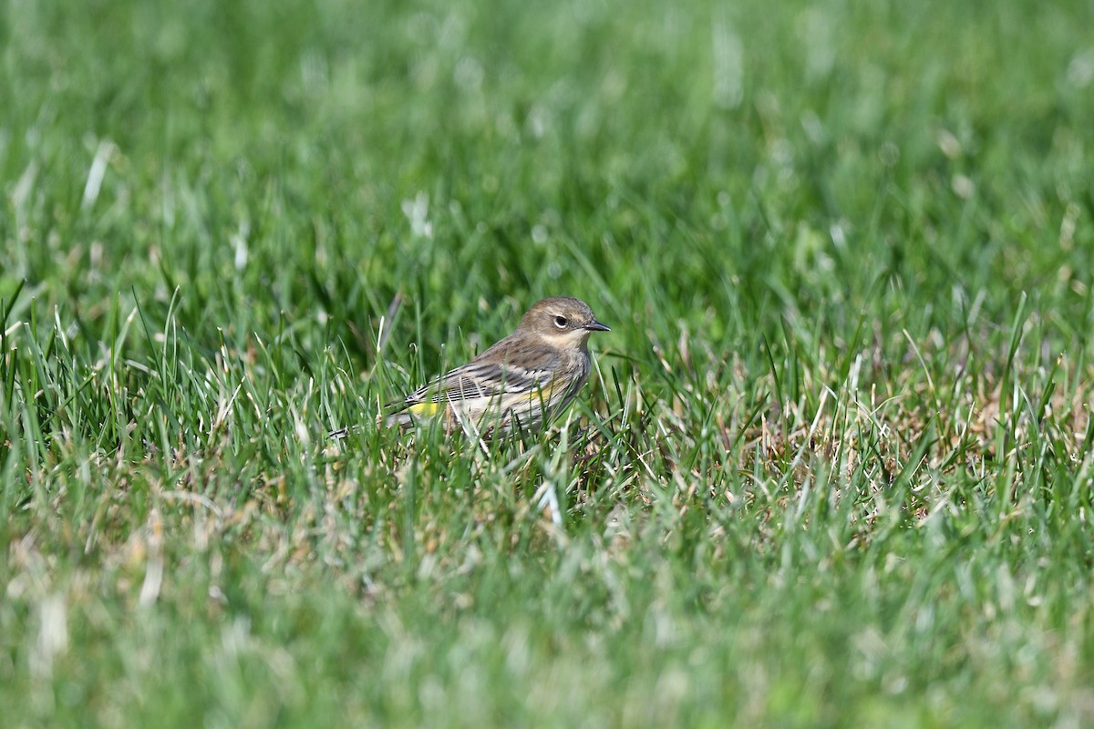 Yellow-rumped Warbler (Myrtle) - ML610190343